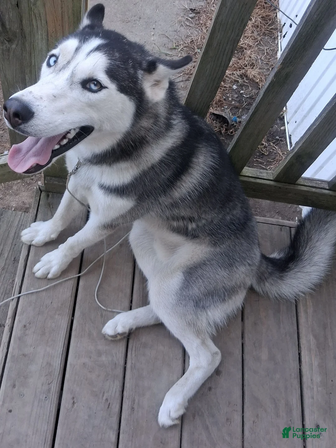 Siberian Husky dogs for sale: Legacy - Ad 2