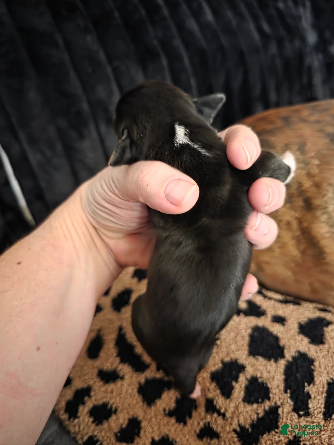 Beabull dogs for sale: Puppy 3 - Ad 2