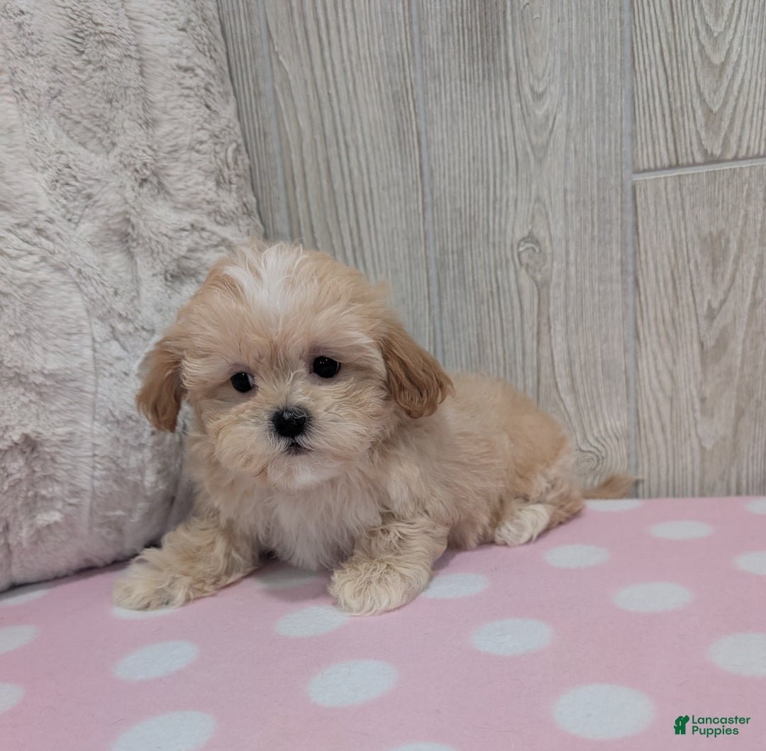 Shihpoo dogs for sale: Brandy - Ad 3