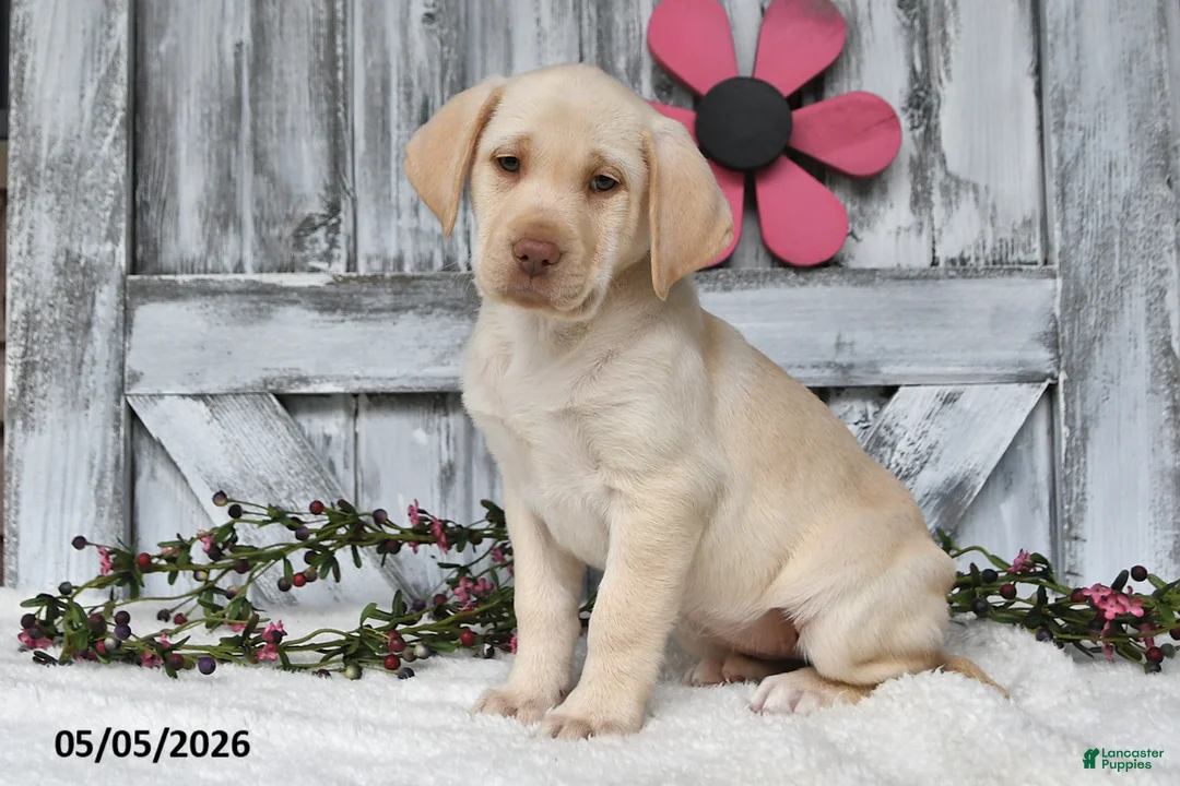 Labrador Retriever dogs for sale: Felicity - Ad 1