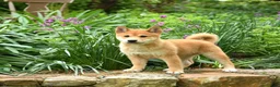 Shiba Inu dogs for sale: Dallas  - Ad 5