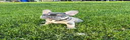 French Bulldog dogs for sale: Moose - Ad 1