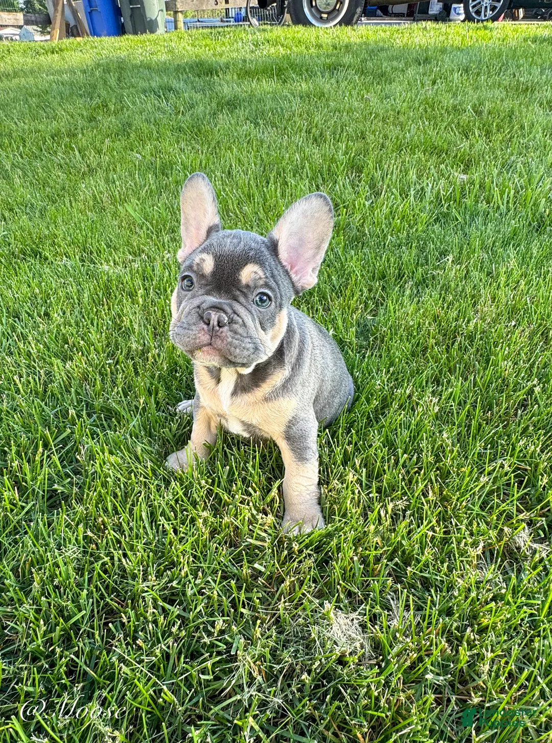 French Bulldog dogs for sale: Moose - Ad 1