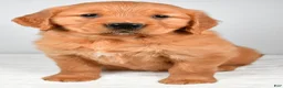 Golden Retriever dogs for sale: Robin - Ad 3