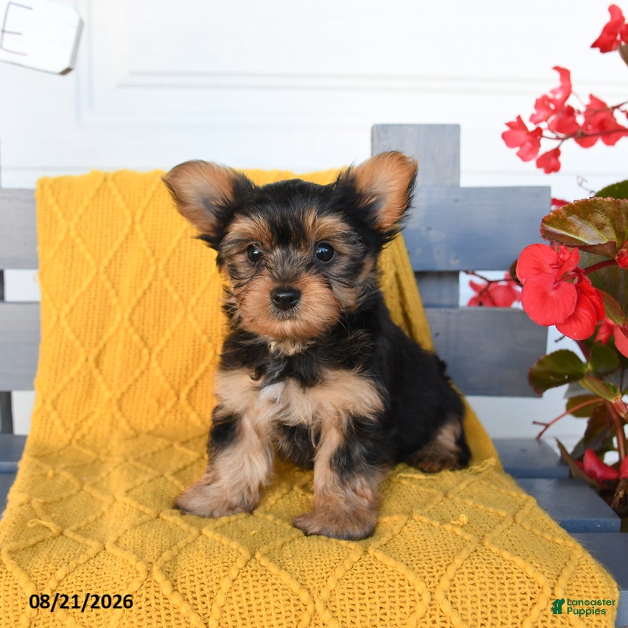Yorkshire Terrier dogs Lucky - Ad 2
