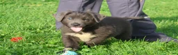 Newfoundland dogs for sale: Tina - Ad 4