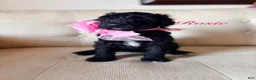 Standard Poodle dogs for sale: Rose - Ad 1