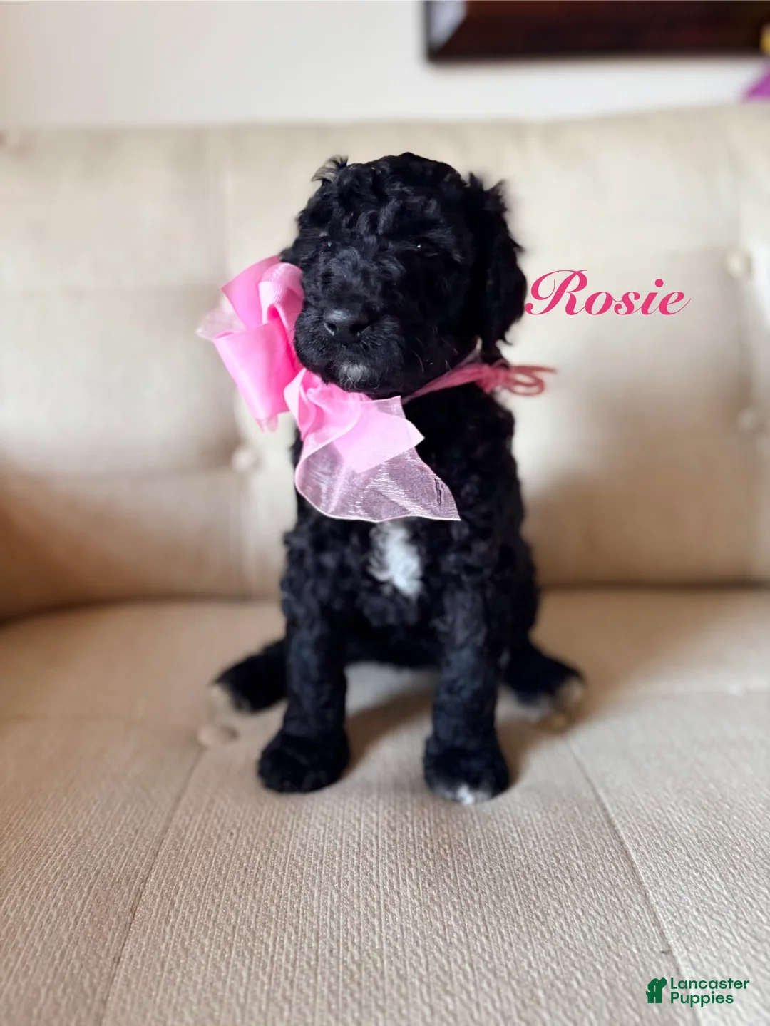 Standard Poodle dogs for sale: Rose - Ad 1
