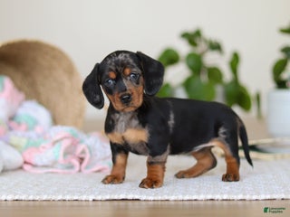Miniature Dachshund dogs for sale: Ivy - Ad 1