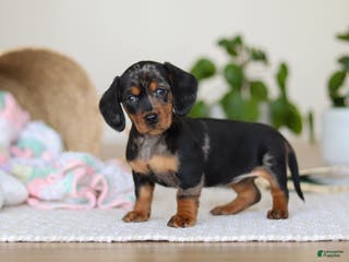 Miniature Dachshund dogs Ivy - Ad 40