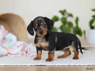 Miniature Dachshund dogs Ivy - Ad 41