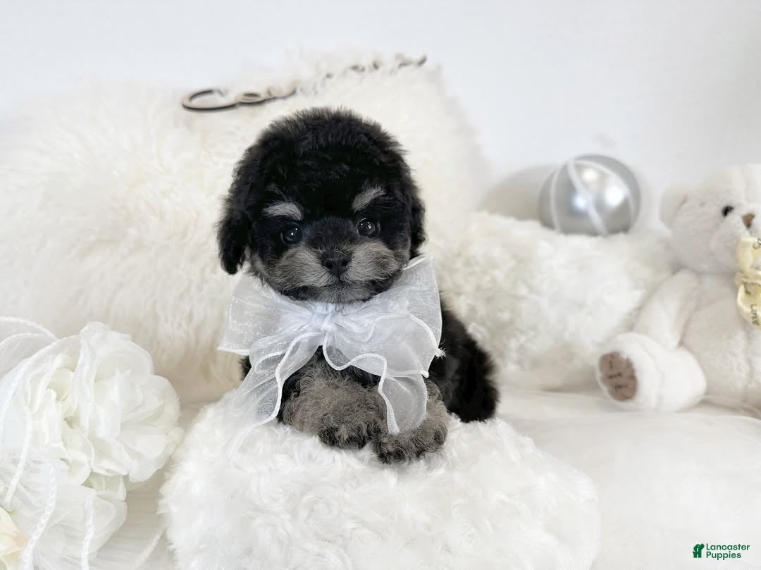 Toy Poodle dogs for sale: Aurora - Ad 33