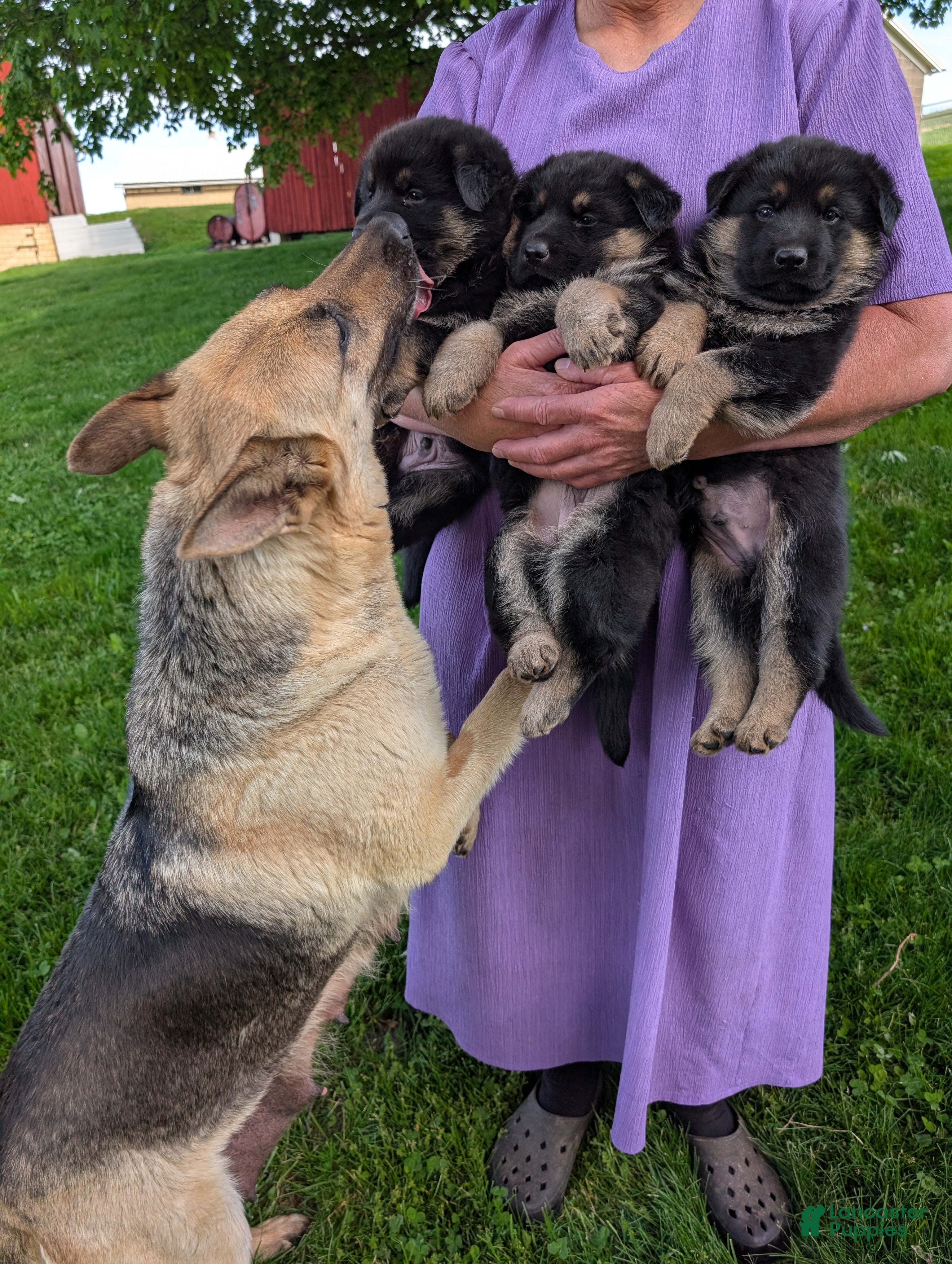 German Shepherd dogs Missy - Ad 1