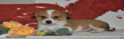 Welsh Corgi Pembroke dogs for sale: Juliet - Ad 10