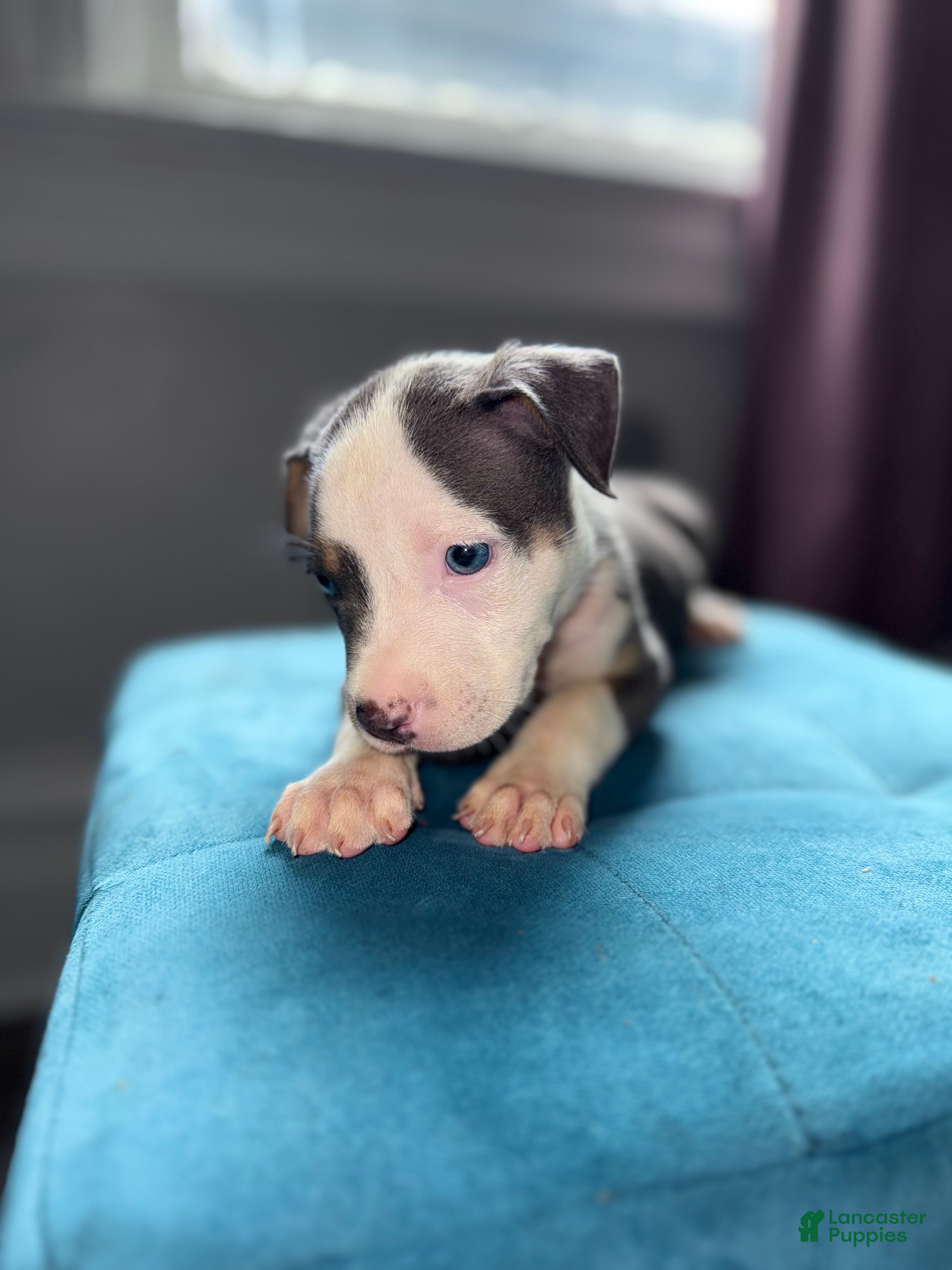 Staffordshire Terrier Blue Nose Pitbull Puppies With Blue Eyes 10+