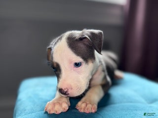 American Pit Bull Terrier dogs - Ad 12