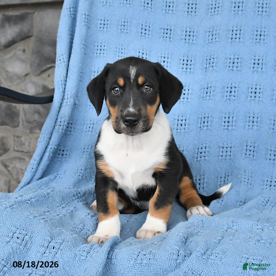 Mixed Breed dogs Pepper - Ad 1