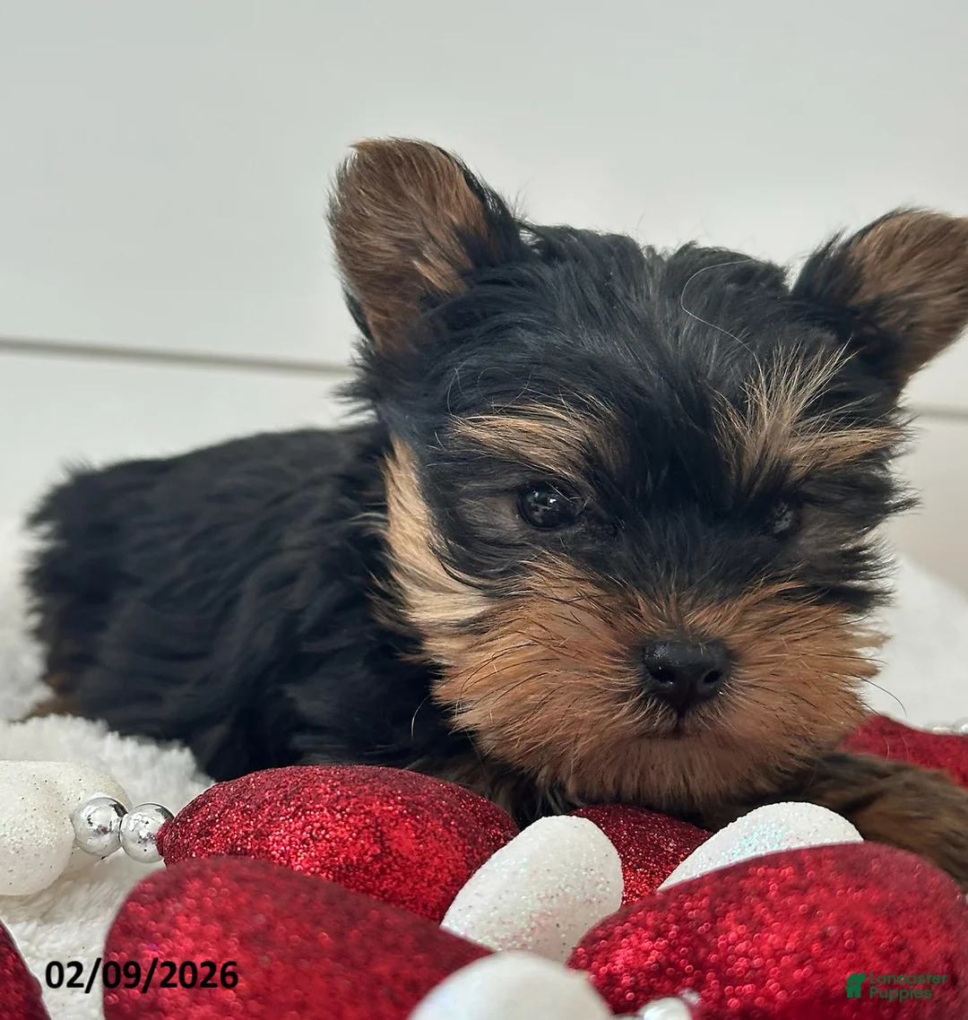 Yorkshire Terrier dogs for sale: Tucker - Ad 1
