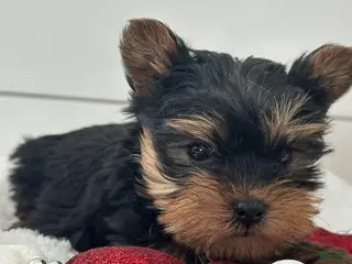 Yorkshire Terrier dogs Tucker - Ad 37