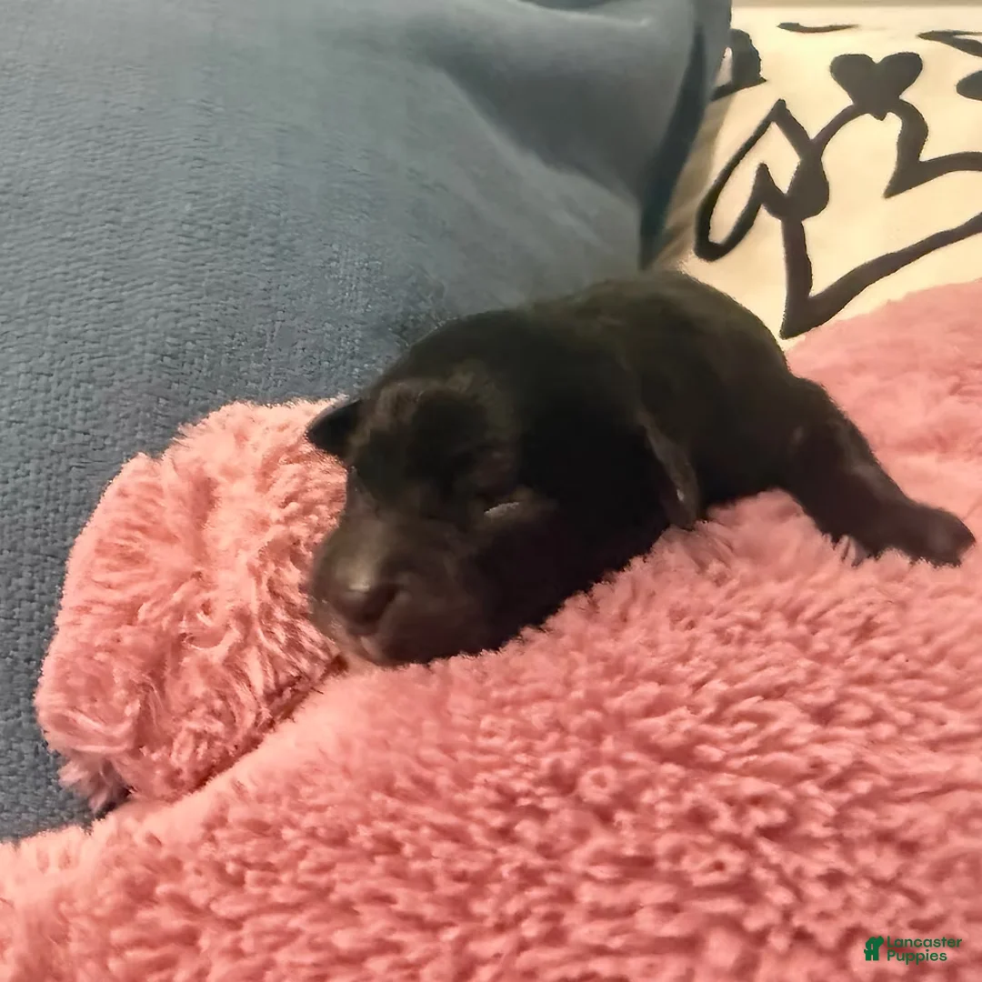 Bernedoodle dogs for sale: Sabrina - Ad 2
