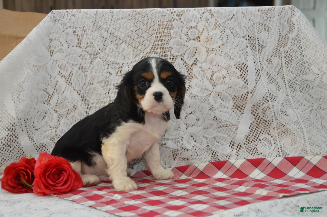 Cavalier King Charles Spaniel dogs for sale: Douglas - Ad 4