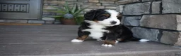 Mini Bernedoodle dogs for sale: Cruz - Ad 8
