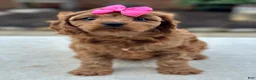 Cavapoo dogs for sale: Cavapoo 4 - Ad 2