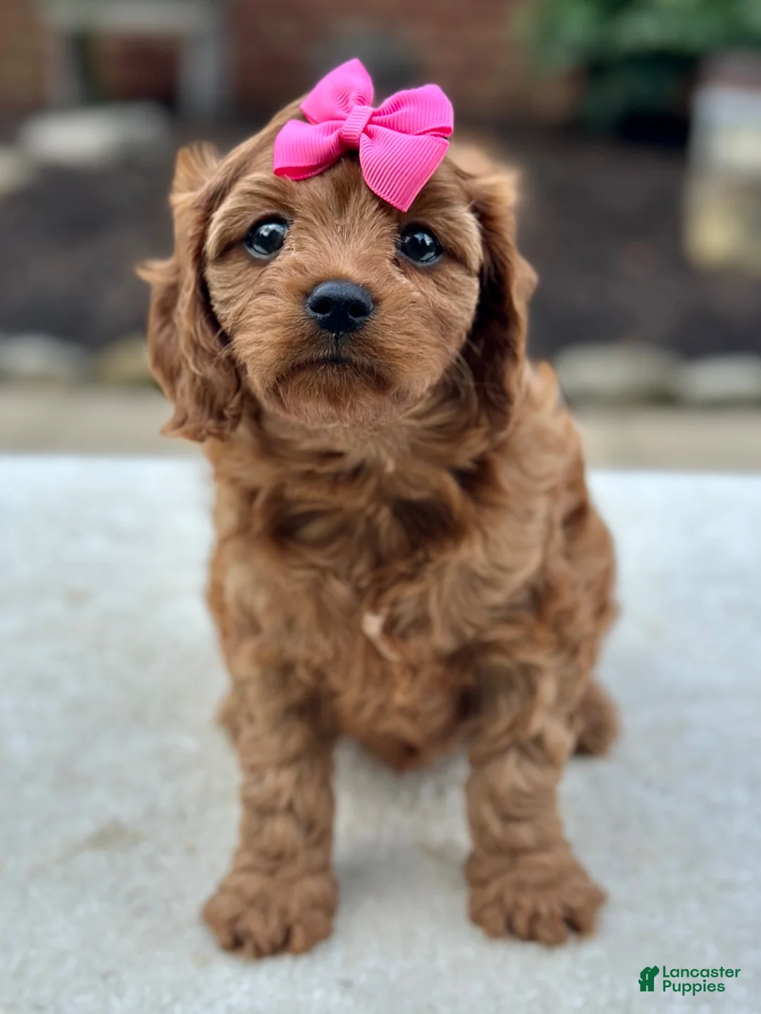 Cavapoo dogs for sale: Cavapoo 4 - Ad 2