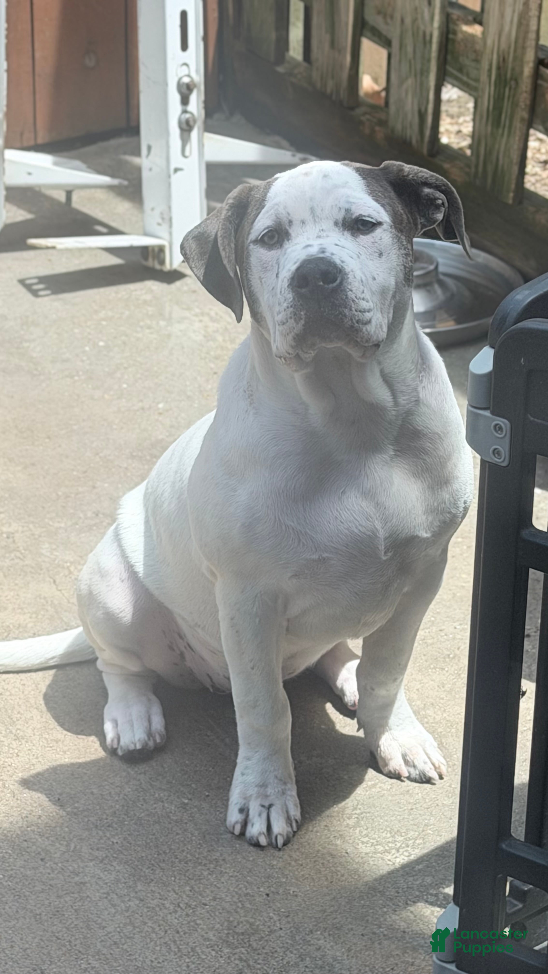 American Bully dogs American Bully Puppy BLANCA - Ad 1