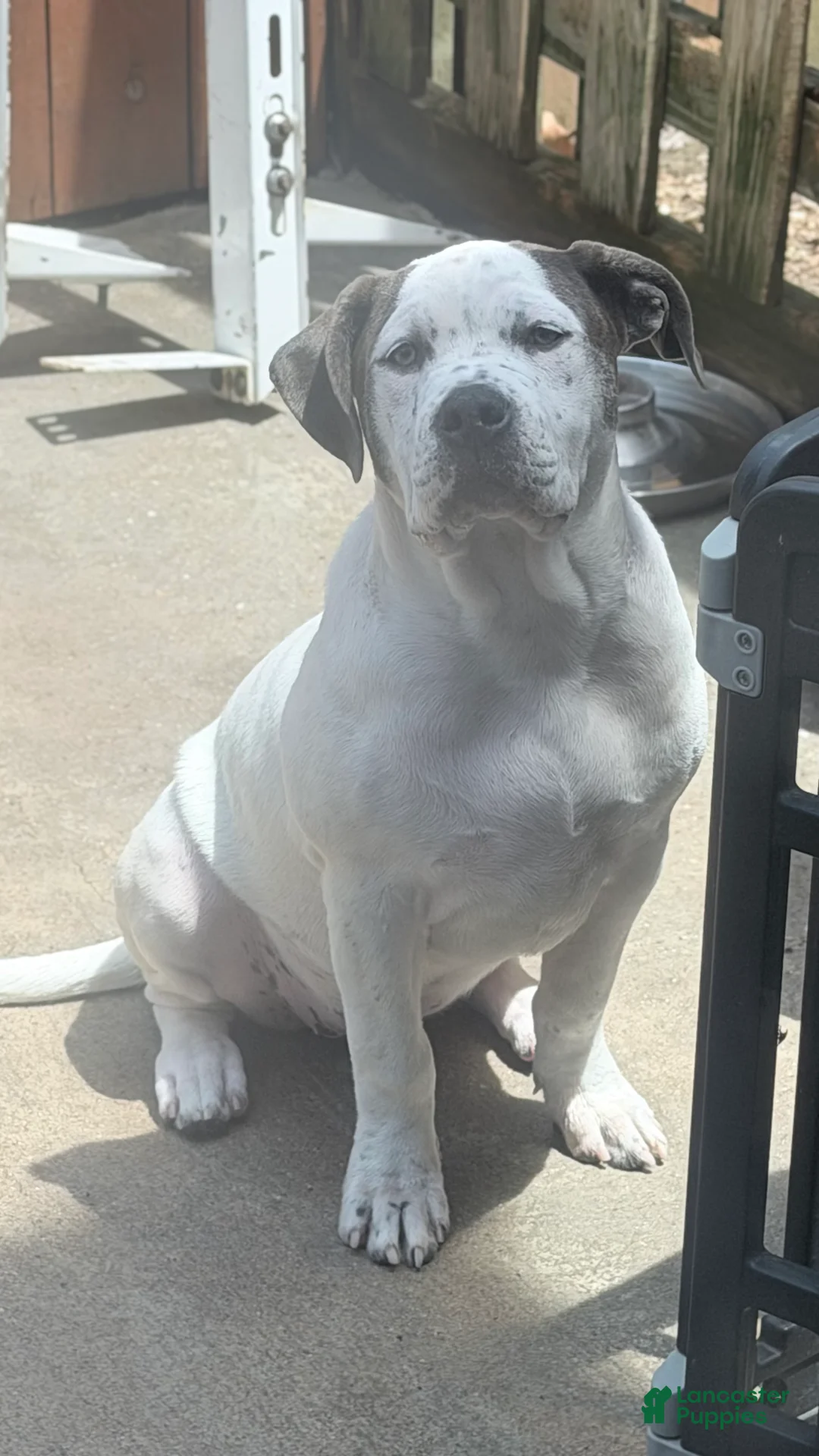 American Bully dogs for sale: American Bully Puppy BLANCA - Ad 1