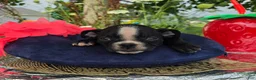 Olde English Bulldogge dogs for sale: Jessie - Ad 4
