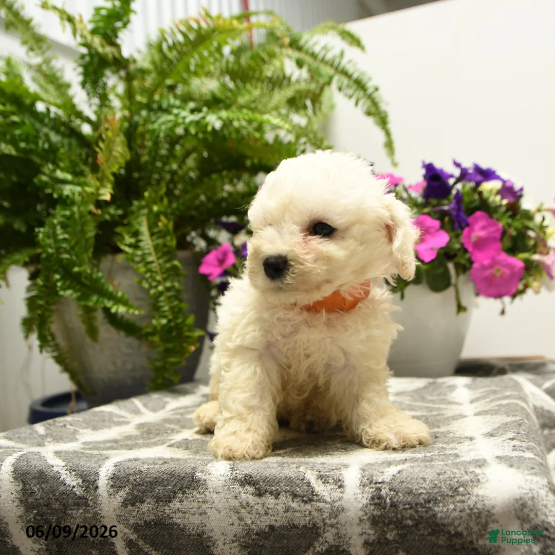 Bichon Frise dogs for sale: Beta - Ad 2