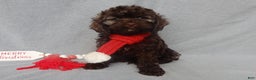 Cockapoo dogs for sale: Hershey - Ad 1