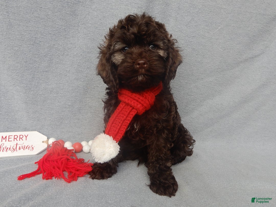 Cockapoo dogs for sale: Hershey - Ad 1