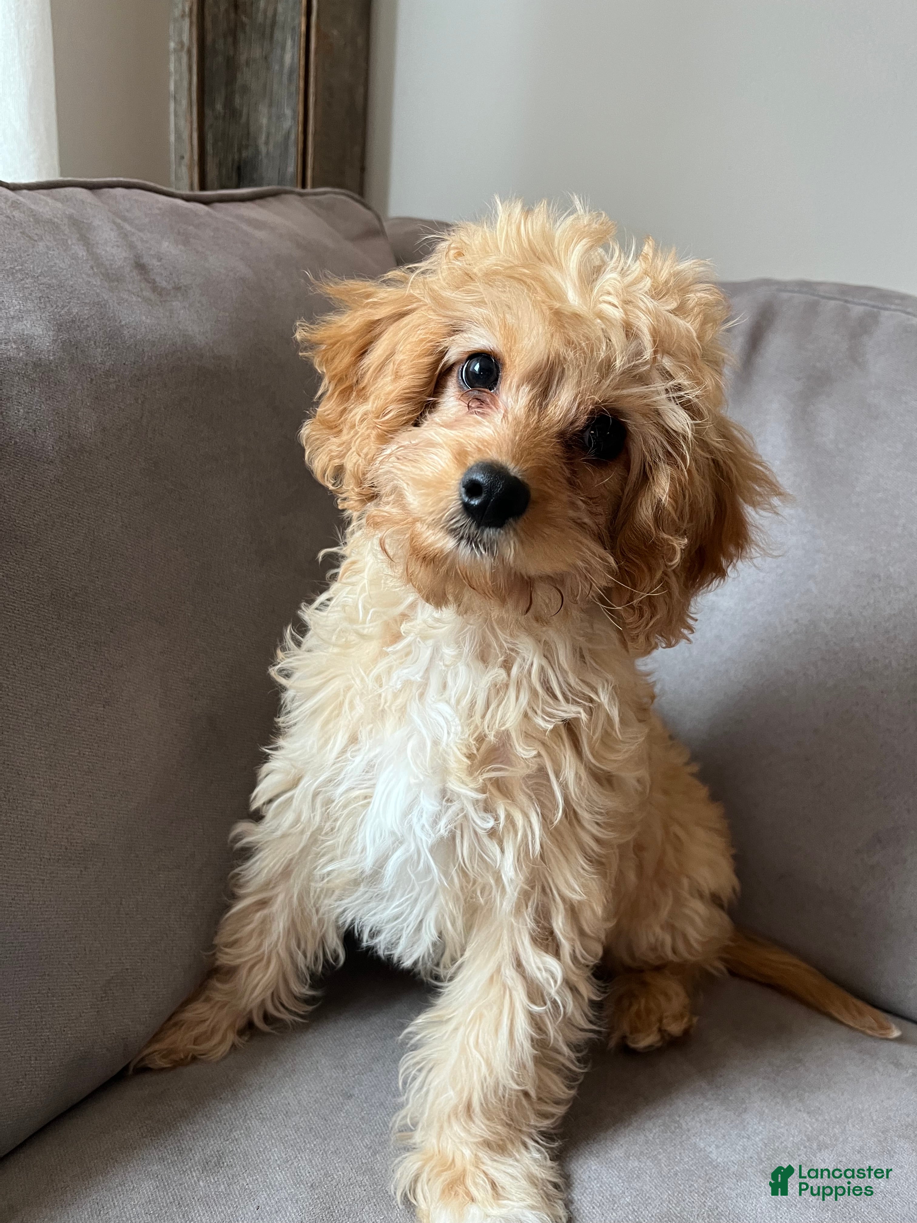 Cavapoo dogs Mason - Ad 23