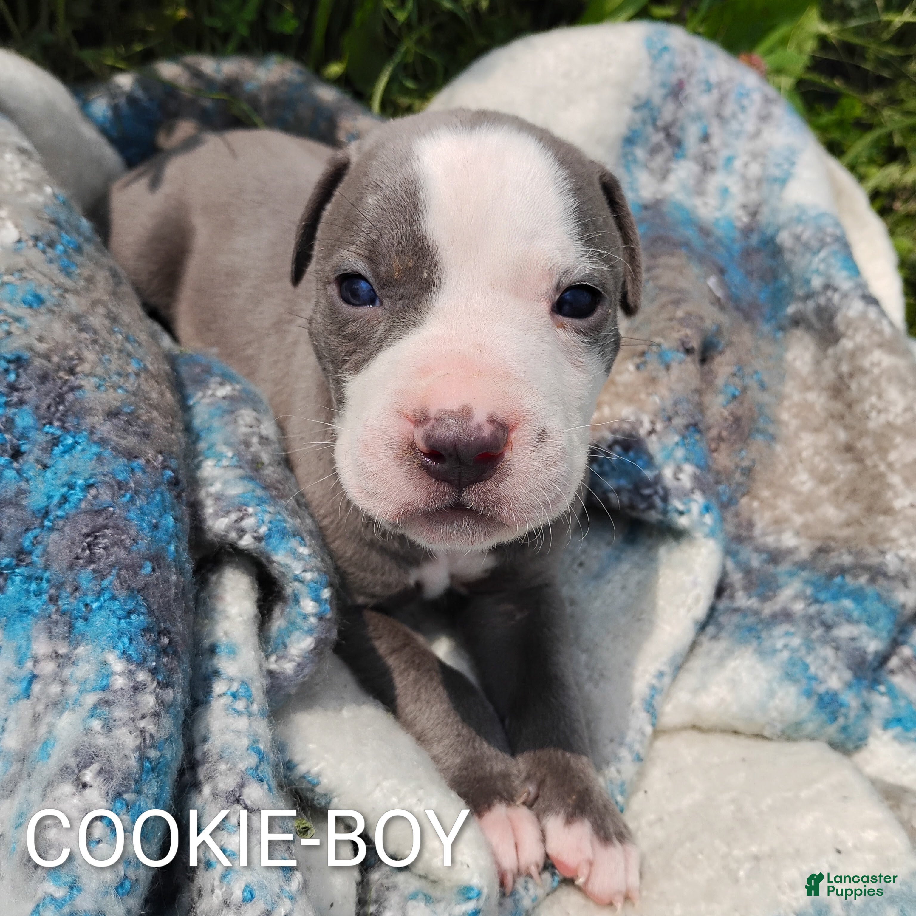 American Pit Bull Terrier dogs COOKIE - Ad 1