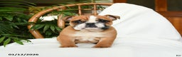 English Bulldog dogs for sale: Mayhem - Ad 4