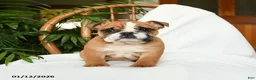 English Bulldog dogs for sale: Mayhem - Ad 9