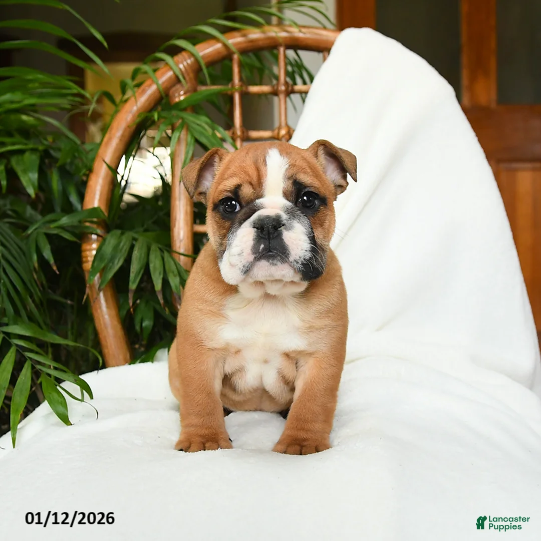 English Bulldog dogs for sale: Mayhem - Ad 9
