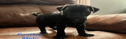 Pug dogs for sale: Panther - Ad 5