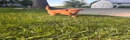 Golden Retriever dogs for sale: Lexy - Ad 2
