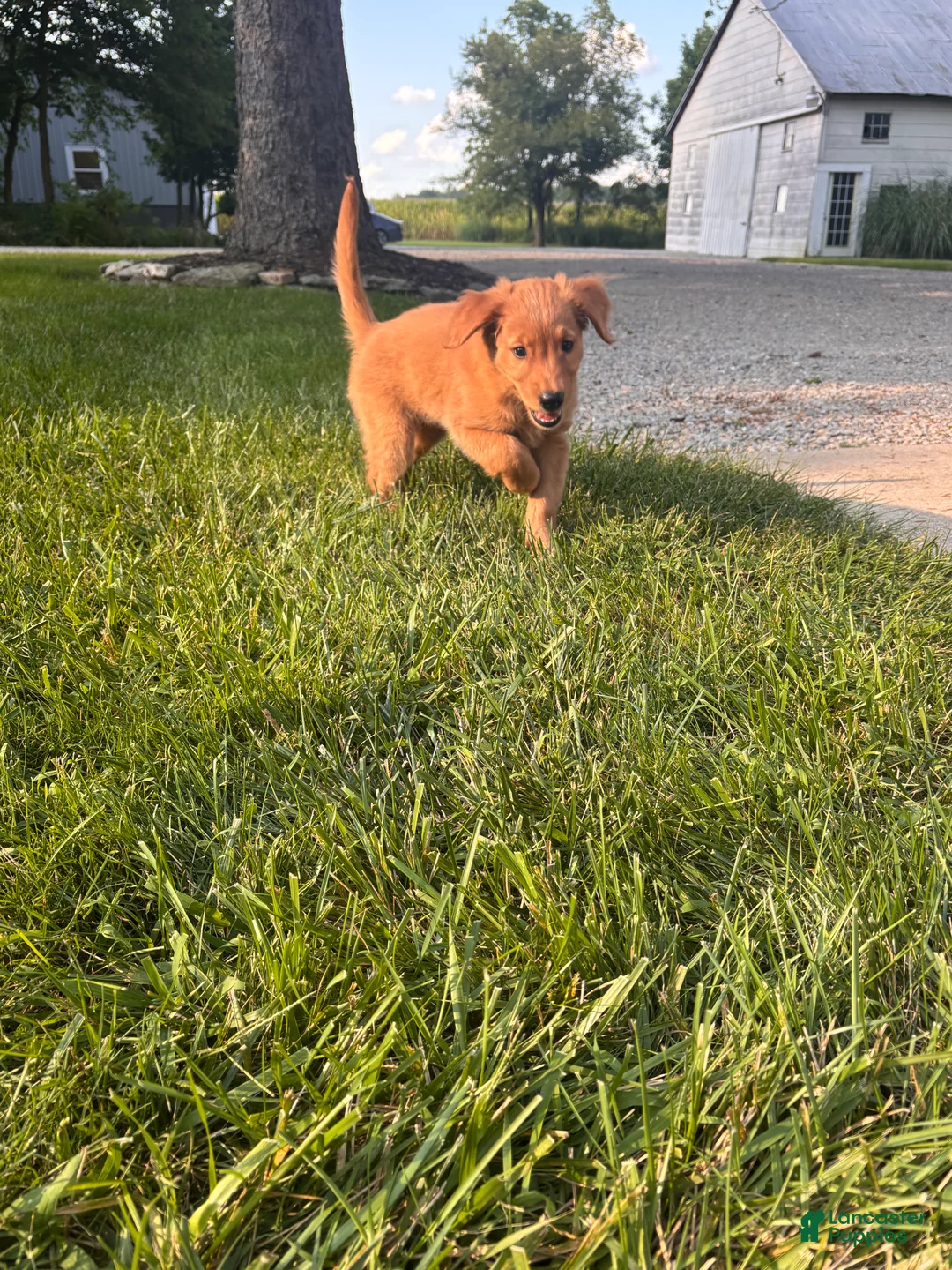 Golden Retriever dogs for sale: Lexy - Ad 2