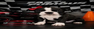 Boston terrier pug Breed 2