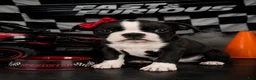 Mixed Breed dogs for sale: Boston terrier pug Breed 2 - Ad 1