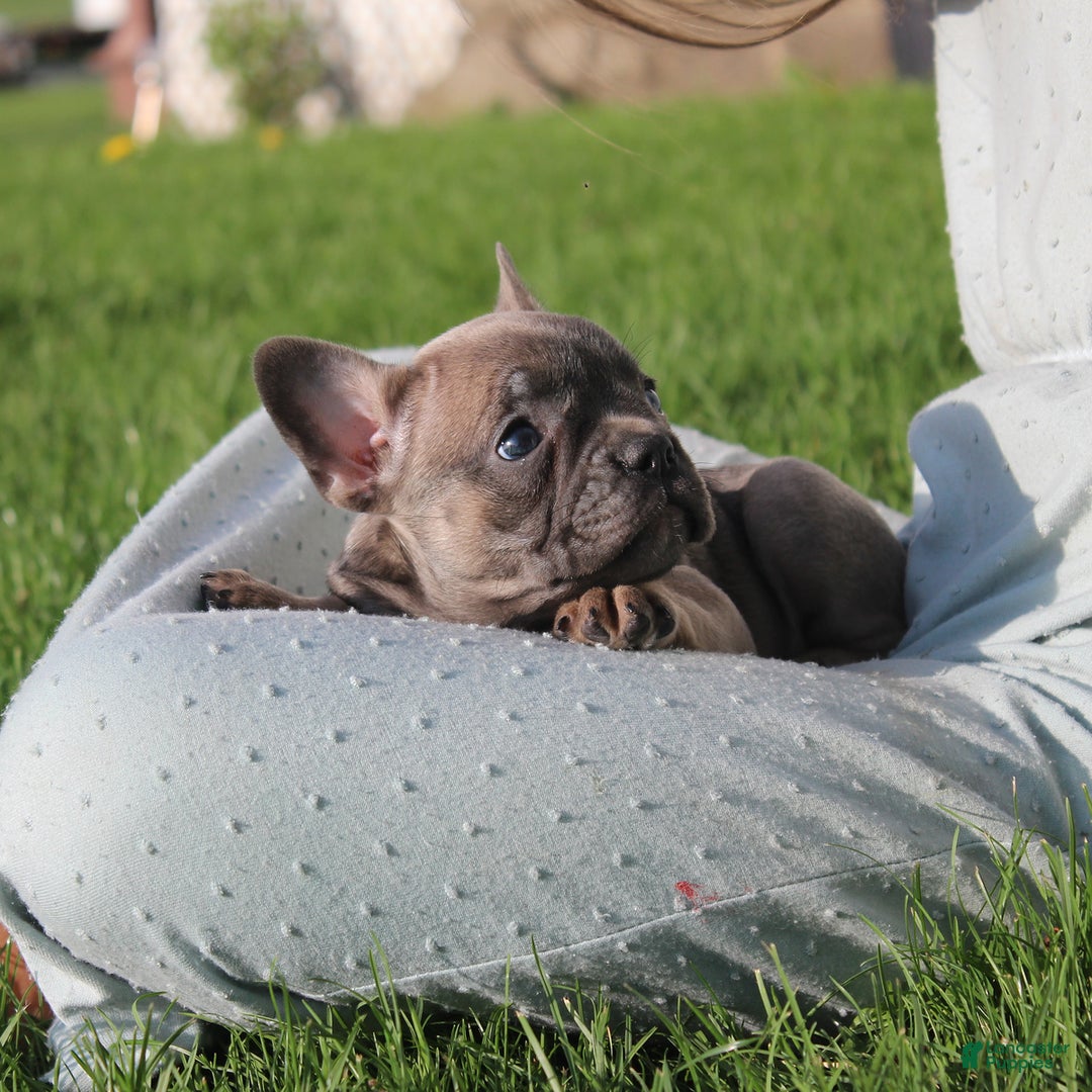 French Bulldog dogs for sale: Alaina - Ad 9