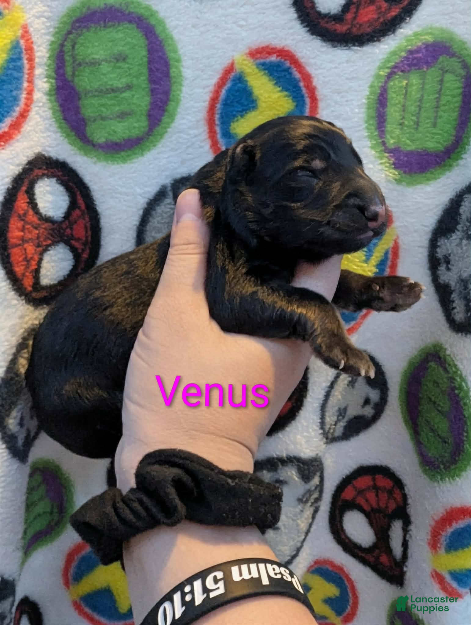 German Shepherd dogs Venus  - Ad 1