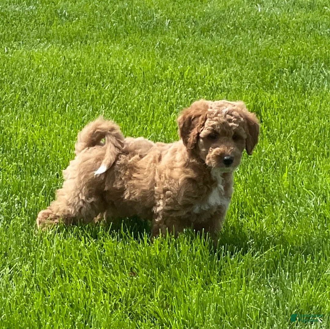 Mini Goldendoodle dogs for sale: Smokey Mini Goldendoodle Puppy  - Ad 2