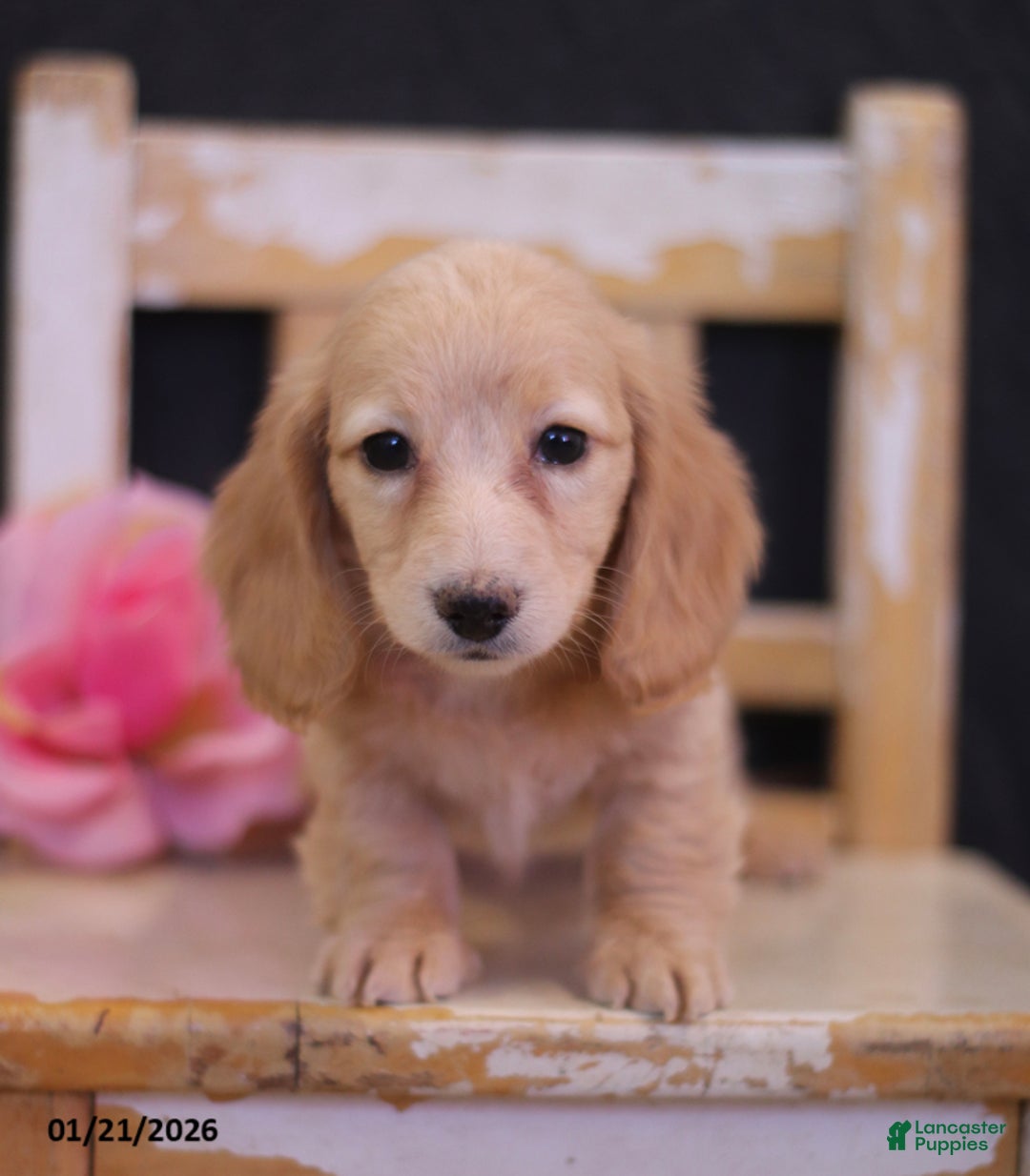 Miniature Dachshund dogs for sale: Leah - Ad 4