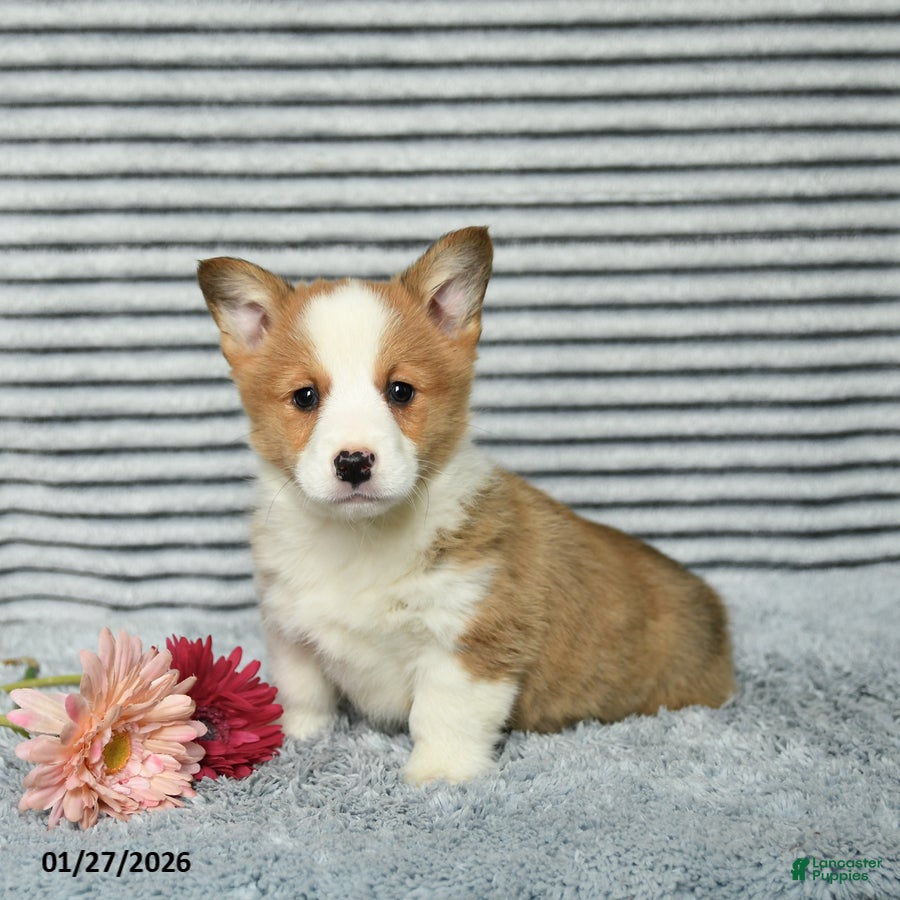 Welsh Corgi Pembroke dogs Cheeto - Ad 33