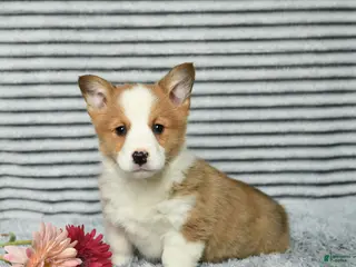 Welsh Corgi Pembroke dogs Cheeto - Ad 33